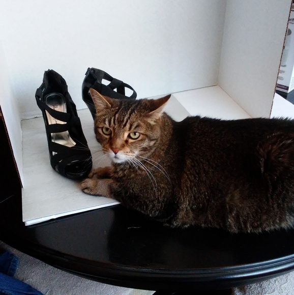 VELVET HEART WOMEN'S HEELS - Picture 5 of 5